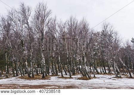 Birch Grove With Thawed Patches Among Snow In Early Spring