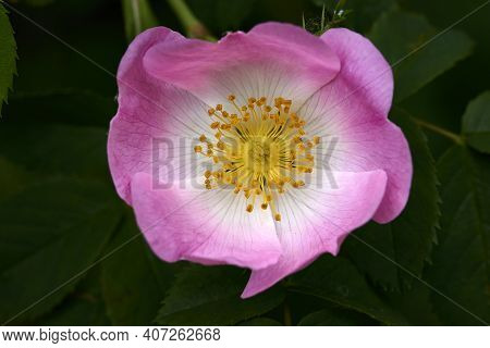 Beautiful Pink Flower In The Vicinity, Wild Rose, Macro