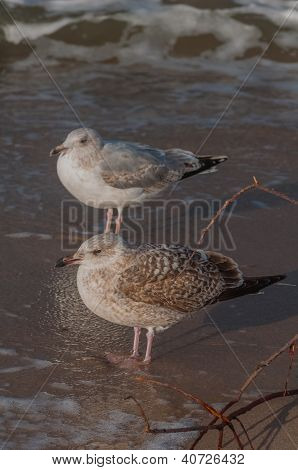 Gaviotas