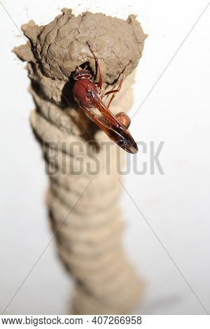 A Red Wasp Building Its Hive Using Wet Clay Soil.