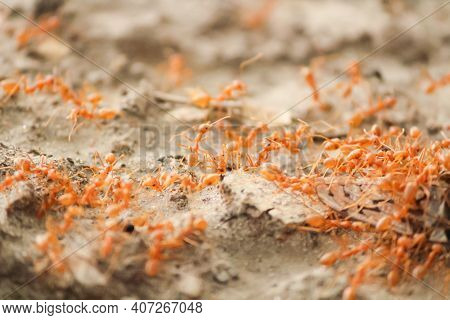 Close-up Shot Of A Colony Of Red Ants Marching On The Ground， Eating Dead Insects.