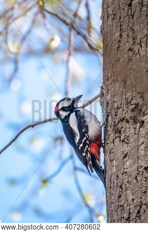 Little Woodpecker Sits On A Tree Trunk. A Woodpecker Obtains Food On A Large Tree In Spring. The Gre
