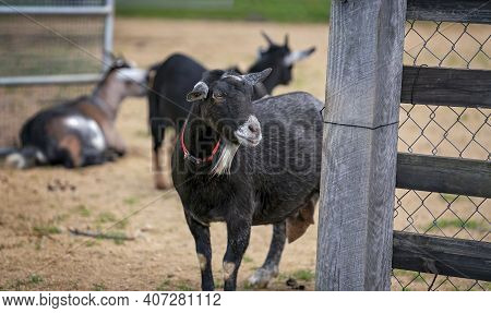 A Domesticated Female Goat Wearing A Red Collar