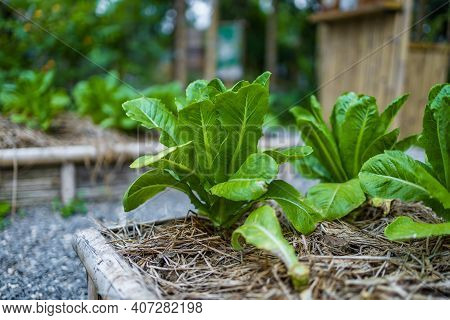 Growth Fresh Vegetable Salad Garden At Organic Farm. Argiculture Concept.