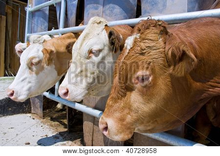 Dobytek pozor stabilní