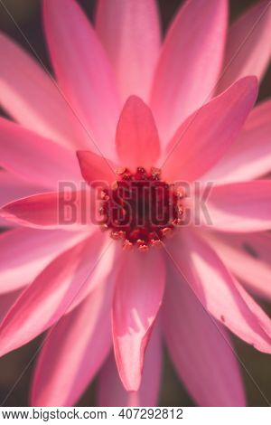 Beautiful Close Up Of Pink Lotus Flower Or Waterlily On The Water At Beautiful Lake