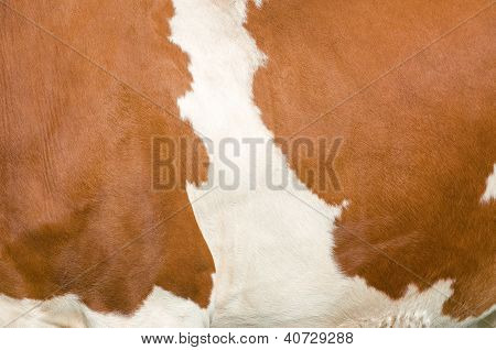 Textura strakaté krávy