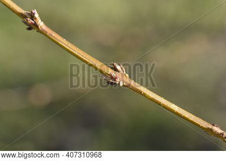 Weeping Forsythia Branch With Flower Buds - Latin Name - Forsythia Suspensa