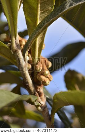 Japanese Medlar Flower Buds - Latin Name - Eriobotrya Japonica