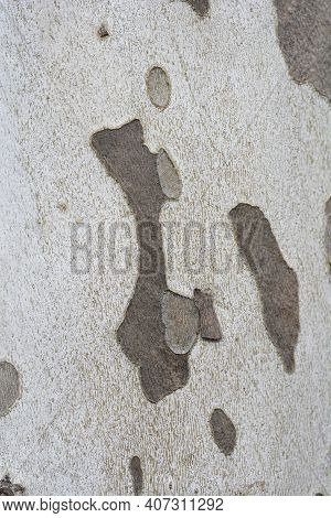London Plane Bark Detail - Latin Name - Platanus X Hispanica (platanus X Acerifolia)