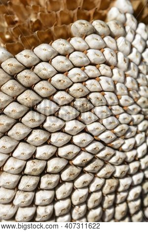 Common Sunflower Seeds - Latin Name - Helianthus Annus