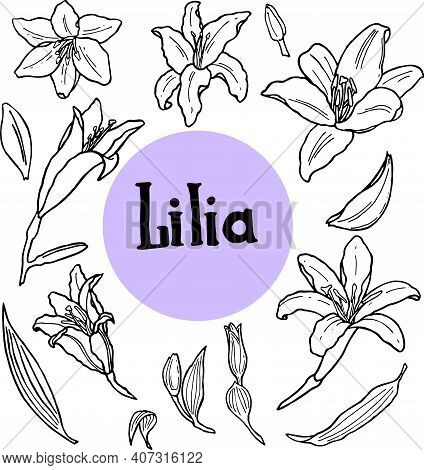 Hand Drawn Lilly Blooming Set. Traditional Spring Flowers In Ink Style
