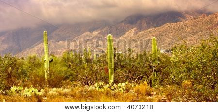 Sabino Canyon Tucson Arizona