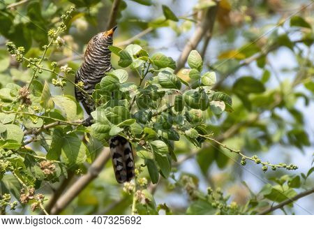 Female Asian Emerald Cuckoo Perching On Tree Branch , Thailand