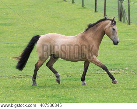 A Pretty Dun Horse Plays At Liberty In A Paddock.