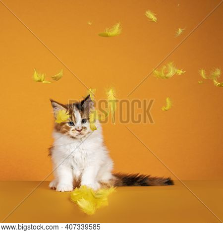 Gorgeous Maine Coon Cat Kitten, Sitting Facing Front. Looking At Falling Yellow Feathers. Isolated O