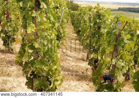 Vineyard On The Southern Slope Of Szarsomlyo Hill. Hungarian Vineyards. Siklos Town Area.