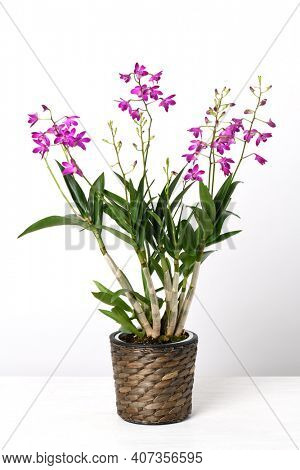 Orchid Dendrobium Berry Oda with beautiful purple flowers