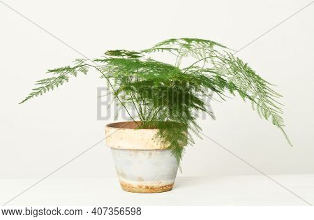 Asparagus Setaceus in flowerpot close up