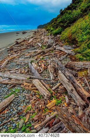 Trunks Of Fallen Trees At Low Tide On The Pacific Ocean In Olympic, National Park, Washington