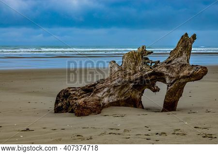 Trunks Of Fallen Trees At Low Tide On The Pacific Ocean In Olympic, National Park, Washington