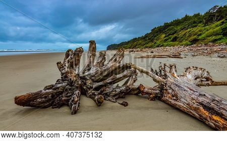 Trunks Of Fallen Trees At Low Tide On The Pacific Ocean In Olympic, National Park, Washington