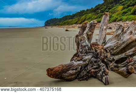Trunks Of Fallen Trees At Low Tide On The Pacific Ocean In Olympic, National Park, Washington