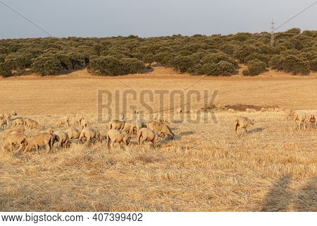 Sheep Grazing In The Fields Of Andalusia