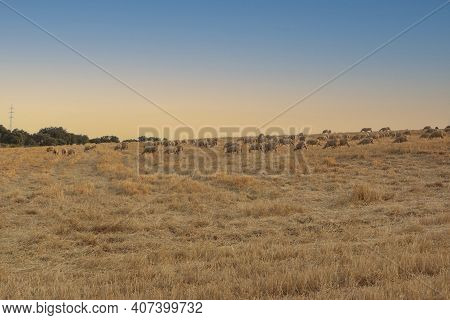 Campos De Cereal En Andalucia, En La Hora Dorada