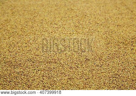 Sweet Clover (melilot). A Melliferous Aromatic Medicinal Plant. Seed Background