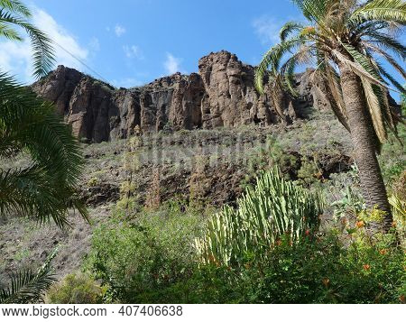Rocky Landscape Of Barranco De Los Palmitos With Cacti, Plam Trees And Exotic Plants. Gran Canaria, 