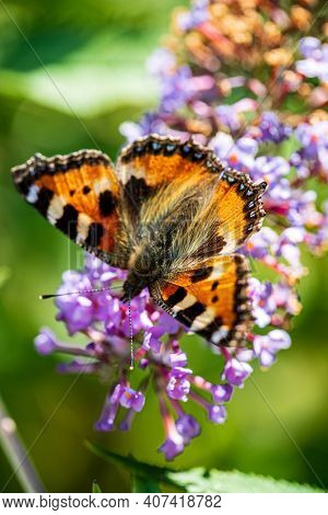 butterfly on the blue Buddleja davidii