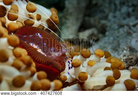 Sarasvati Anemone Shrimp Is Lying On Its Anemone, Panglao, Philippines