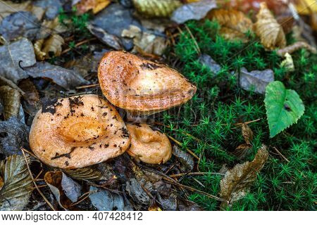 Saffron Milk Cap (lactarius Deliciosus) Mushroom. Aka Red Pine Mushrooms Aka Lactarius Deliciosus In
