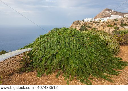 Bush Capers Growing Int He Garden On The Greek Island Of Folegandros.
