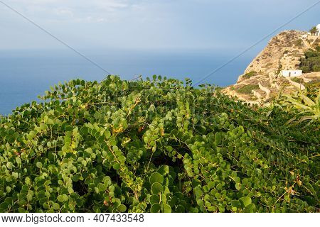 Bush Capers Growing In The Garden On The Greek Island Of Folegandros.