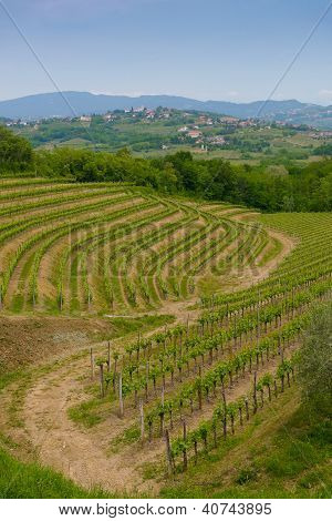 Collio 葡萄园