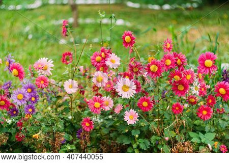 Pink, White And Purple Chrysanthemums Close-up In Green Grass.