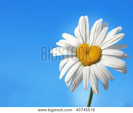 Gänseblümchen in Form eines Herzens