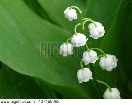White Lily Of The Valley Flowers On A Green Background