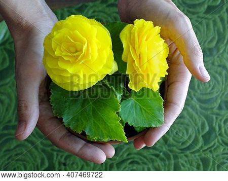 A Yellow Begonia Seedling In A Pot Held In The Palms