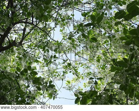 Woven Branches Of Cherry Trees With Blooming Inflorescences Against The Blue Sky