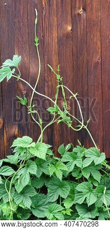 Ivy Shoots Curl Along The Textured Wooden Wall