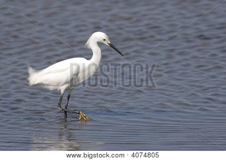 Garça (Egretta Thula)