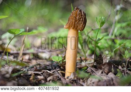 A Beautiful Spring Mushroom Verpa Bohemica. Fresh Green Grass On Background.
