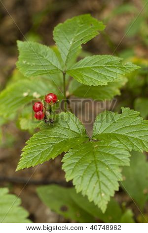Rubus Saxatilis