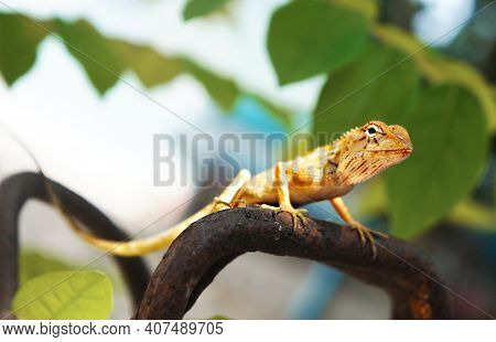 Tropical Oriental Garden Lizard Female Close-up On A Blurred Background With Green Leaves, Eastern G