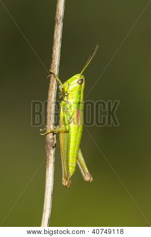 Chorthippus Parallelus