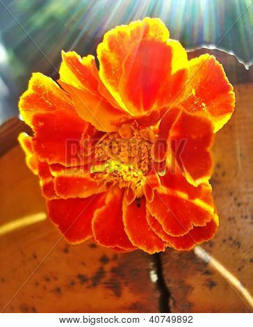 Sole fiore