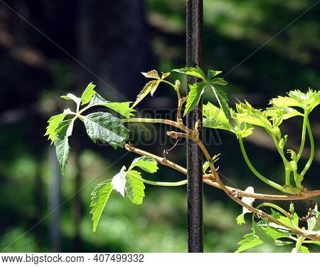 Sprouts Of Maiden Grapes On A Black Metal Grate In The Sun